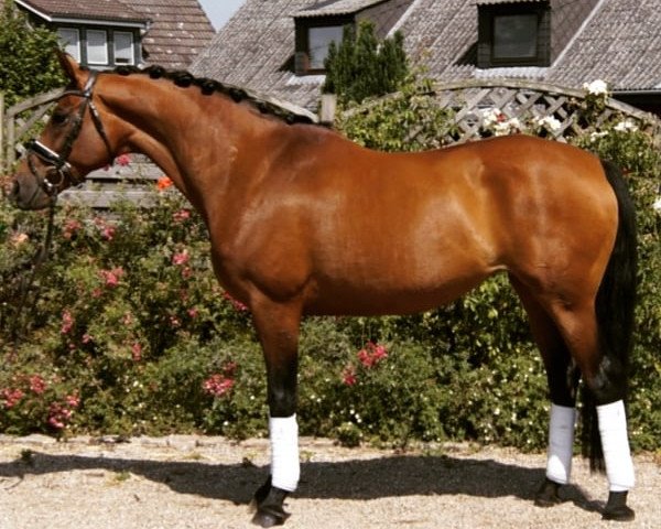 broodmare L'Oreal (Oldenburg, 2011, from L'espoir)