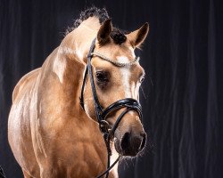 stallion Mastro‘s Nashville (German Riding Pony, 2017, from Wengelo's Nelson)