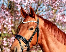 broodmare Bella Signora (Oldenburg, 2014, from Bon Bravour)