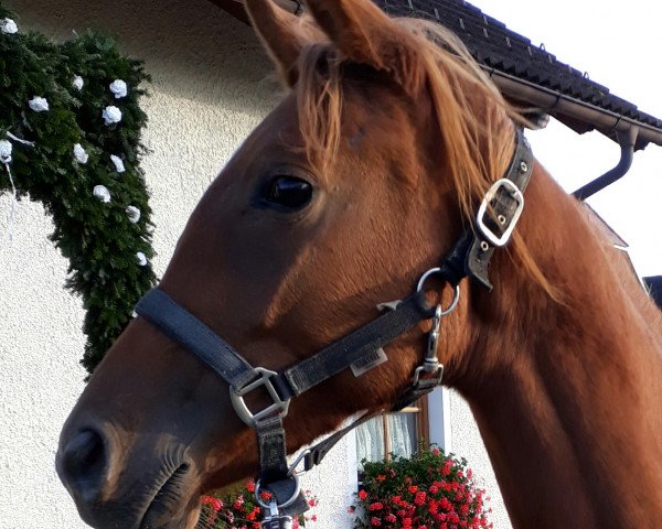 broodmare Roana (Trakehner, 2016, from Lichtblick TSF)