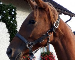 broodmare Roana (Trakehner, 2016, from Lichtblick TSF)