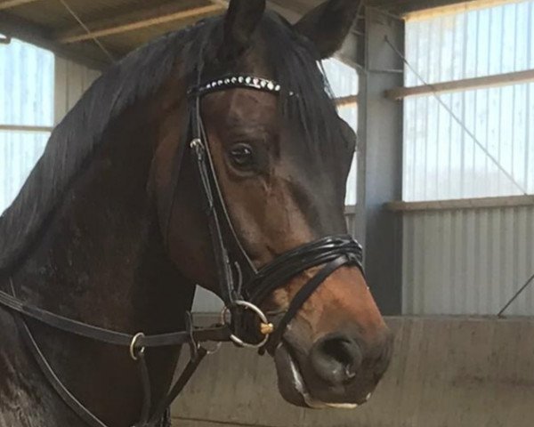 dressage horse Rudi 343 (Trakehner, 2016, from Sir Sansibar)