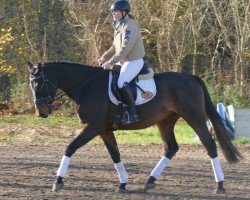 jumper Kazino (Latvian Warmblood, 2016, from Kiborgs)