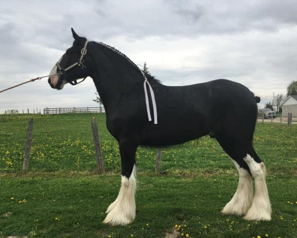 horse Boulder Bluff Ima Doozy (Clydesdale, 2017, from Hatfield Front Runner)