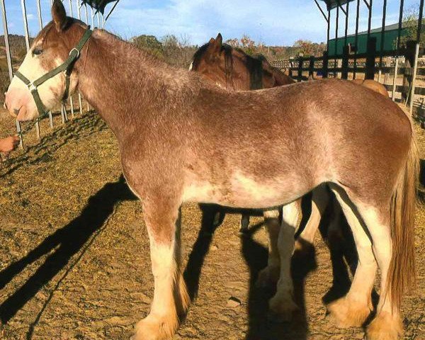 horse Schuler Farms Strikers X-Mas Angel (Clydesdale, 2012, from Schuler Farms Striker Medallion)