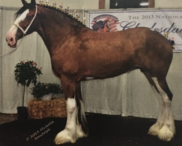 broodmare Schuler Farms Striker's Enchantress (Clydesdale, 2007, from Dillars Striker)