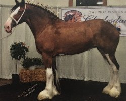 Zuchtstute Schuler Farms Striker's Enchantress (Clydesdale, 2007, von Dillars Striker)