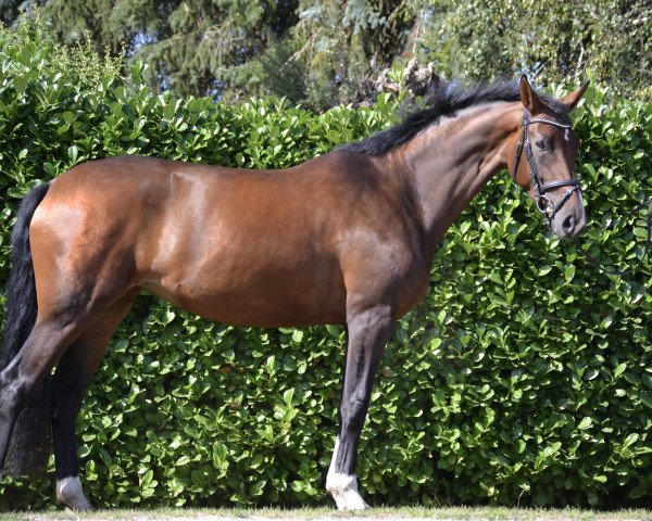 dressage horse Bella Leviosa (Hanoverian, 2016, from Buckingham)