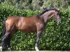 dressage horse Bella Leviosa (Hanoverian, 2016, from Buckingham)