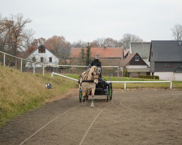 Zuchtstute Fila vom Gleisberg (Fjordpferd, 2016, von Kelvin)