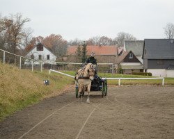 broodmare Fila vom Gleisberg (Fjord Horse, 2016, from Kelvin)