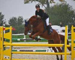 jumper Cerevel (Hungarian Warmblood, 2012, from Quirado)