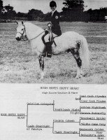 Pferd High Hopes Happy Heart (Welsh Pony (Sek.B),  , von Gwinllan Gringolet)