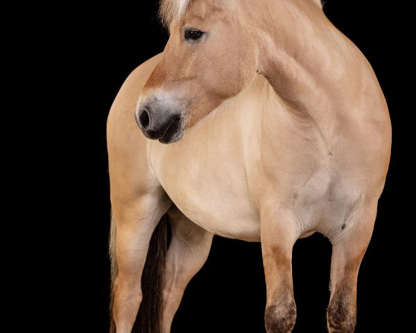 horse Legiar (Fjord Horse, 2015, from Reinar)