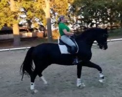 dressage horse Saphir 406 (Hanoverian, 2007, from St. Moritz)