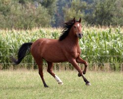 Springpferd Night Flash (Deutsches Reitpony, 2008, von Night-Cup)