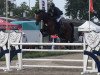 jumper Clearing 3 (Holsteiner, 2012, from Clearway)