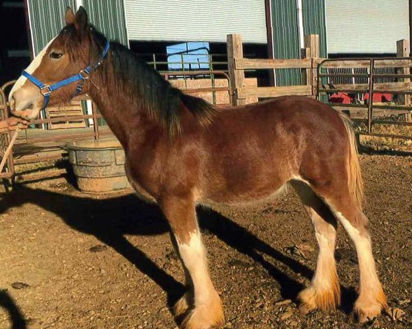 horse Schuler Farms Strikers Maggie (Clydesdale, 2015, from Schuler Farms Quicksilver Southern Cross)