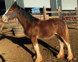 Pferd Schuler Farms Strikers Maggie (Clydesdale, 2015, von Schuler Farms Quicksilver Southern Cross)