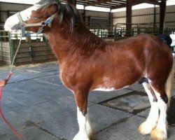 stallion Schuler Farms Quicksilver Southern Cross (Clydesdale, 2011, from Torrs Quicksilver)