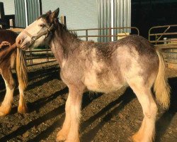 Pferd Schuler Farms Strikers Hercules (Clydesdale, 2016, von Schuler Farms Quicksilver Southern Cross)