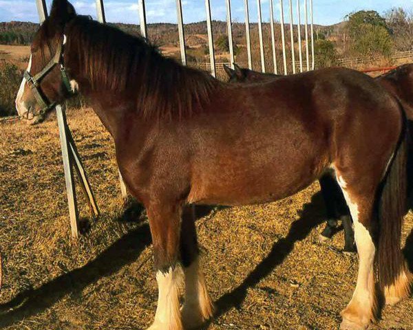 Pferd Schuler Farms Spirits Sophia (Clydesdale, 2014, von Blackjack of Ridgeview)