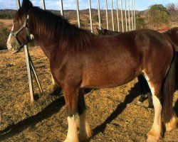 Pferd Schuler Farms Spirits Sophia (Clydesdale, 2014, von Blackjack of Ridgeview)