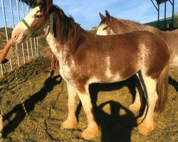 Pferd Schuler Farms Southern Belle (Clydesdale, 2013, von Torrs Quicksilver)