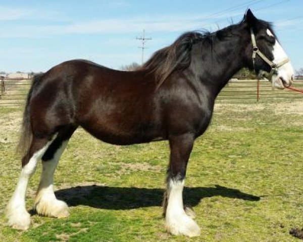 horse Schendel's Autumns April (Clydesdale, 2006, from Glan Y Afon Nicholas)