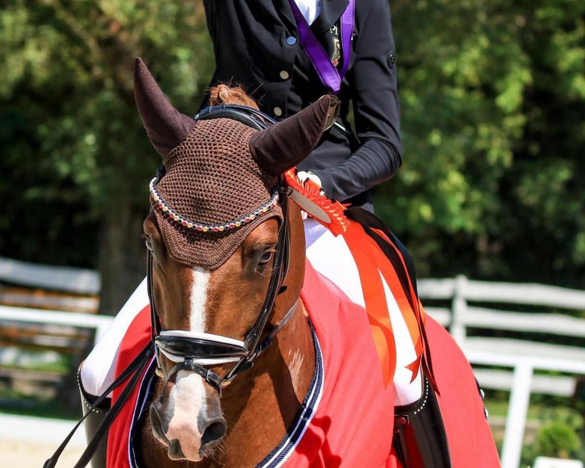 stallion Daily Pleasure WE (German Riding Pony, 2011, from HB Daylight)