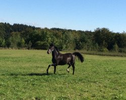 broodmare Giann (Hanoverian, 2013, from Goldfever II)