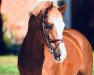 stallion Asterix de Couleur (Oldenburg show jumper, 2016, from Aganix du Seigneur)