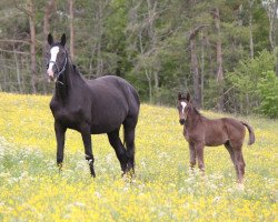 broodmare Faissa (Hanoverian, 2002, from Friedensfürst)