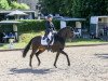 dressage horse Fürstin Von Der Heide (Oldenburg, 2011, from Fürstenball)