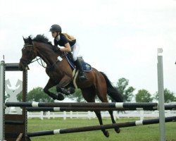 jumper Celina 222 (Oldenburg show jumper, 2012, from Califax)