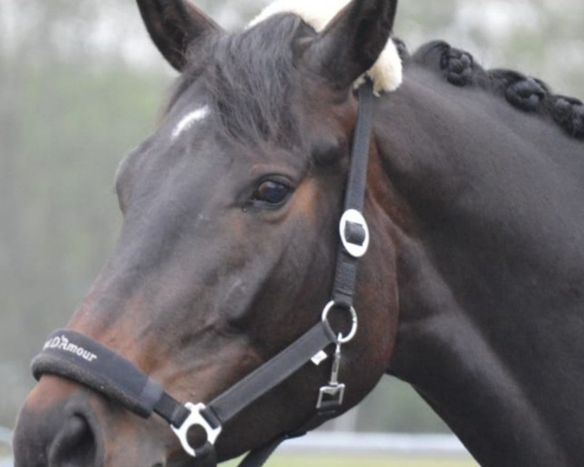 dressage horse Diamonde D'Amour (Hanoverian, 2014, from D'Olympic)