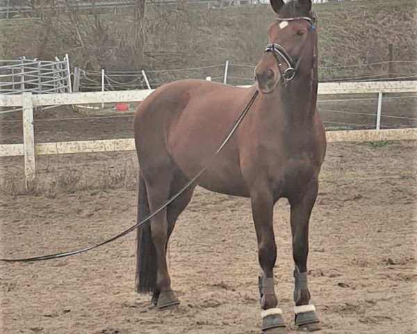 broodmare Hopeful Honeybee (Hanoverian, 2008, from Hochadel)