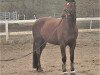 broodmare Hopeful Honeybee (Hanoverian, 2008, from Hochadel)