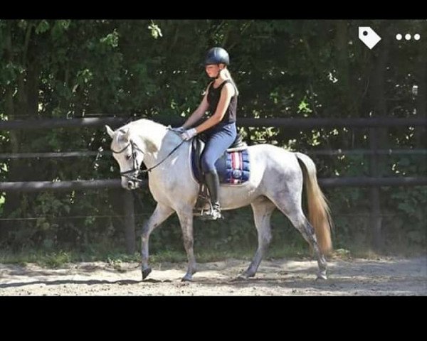 horse Viktoria (German Riding Pony, 2010, from Nuts)