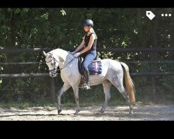 dressage horse Viktoria (German Riding Pony, 2010, from Nuts)