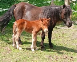 Pferd Bakkens Lise (Shetland Pony, 2007, von Mikko af Nörvang)