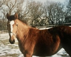 broodmare Lady Inci pit (Bavarian, 1986, from Lord)