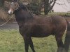 stallion Thamias (Shagya Arabian, 1993, from Paris 1985 ShA)