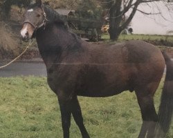 stallion Thamias (Shagya Arabian, 1993, from Paris 1985 ShA)