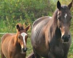 broodmare Falinde (KWPN (Royal Dutch Sporthorse), 2010, from Zapatero VDL)