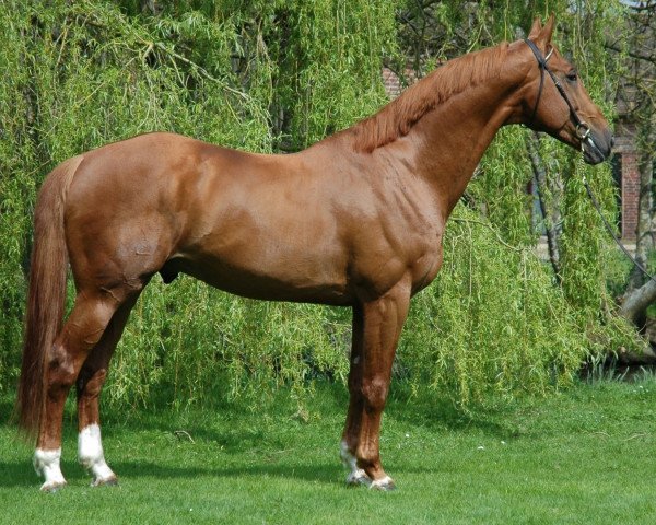 stallion Balou Mena Gii (anglo european sporthorse, 1998, from Baloubet du Rouet)