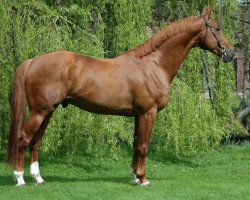 stallion Balou Mena Gii (anglo european sporthorse, 1998, from Baloubet du Rouet)