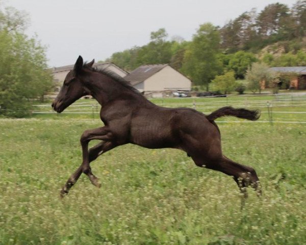 Dressurpferd Tamino (Trakehner, 2020, von In Versuchung)