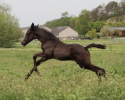 dressage horse Tamino (Trakehner, 2020, from In Versuchung)