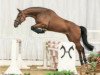 jumper Sundance P (Hanoverian, 2010, from Stalypso)